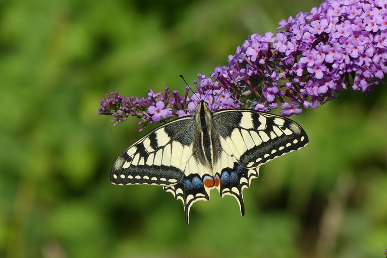 Bunter Schmetterling auf blauer Blume