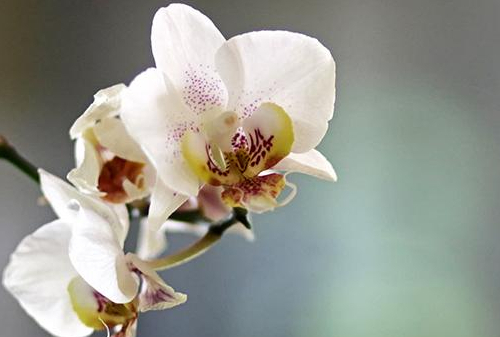 Eine weiße Orchidee. Eine weiße Orchidee. Foto: Ronald Westheide